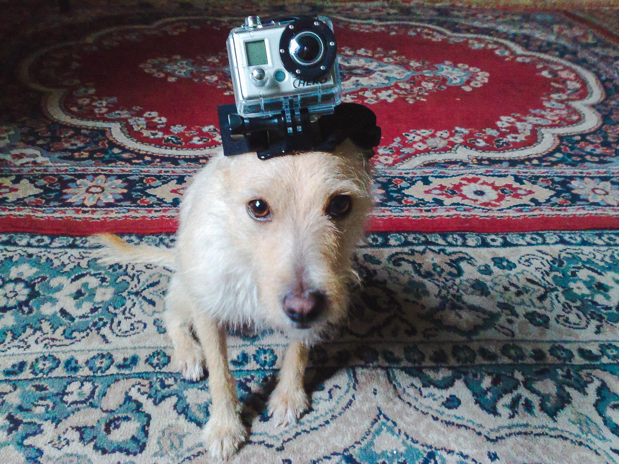 Why you don't need a wedding photographer reason 75 DOGGIECAM!