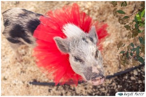 potbellied pig dressed for a wedding in a red tutu