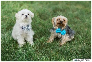 yorkshire terrier in a bowtie at a pennsylvania farm wedding