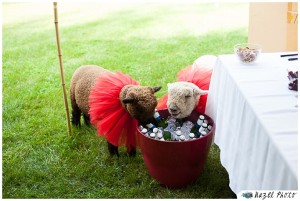 pair of southdown sheep drinking from the beer bucket at a pennsylvania farm wedding