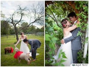 bride and groom feeding a southdown sheep from a bottle at their pennsylvania farm wedding