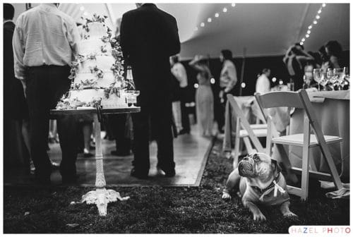 Dog looking at wedding cake with desire. Documentary Wedding Photography Hazel Photo Bay Area