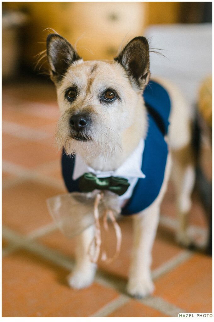 portrait small dog at wedding in blue suit, decorations on dogs at weddings, well-haved dogs at weddings, rustic wedding, documentary wedding, dog portrait