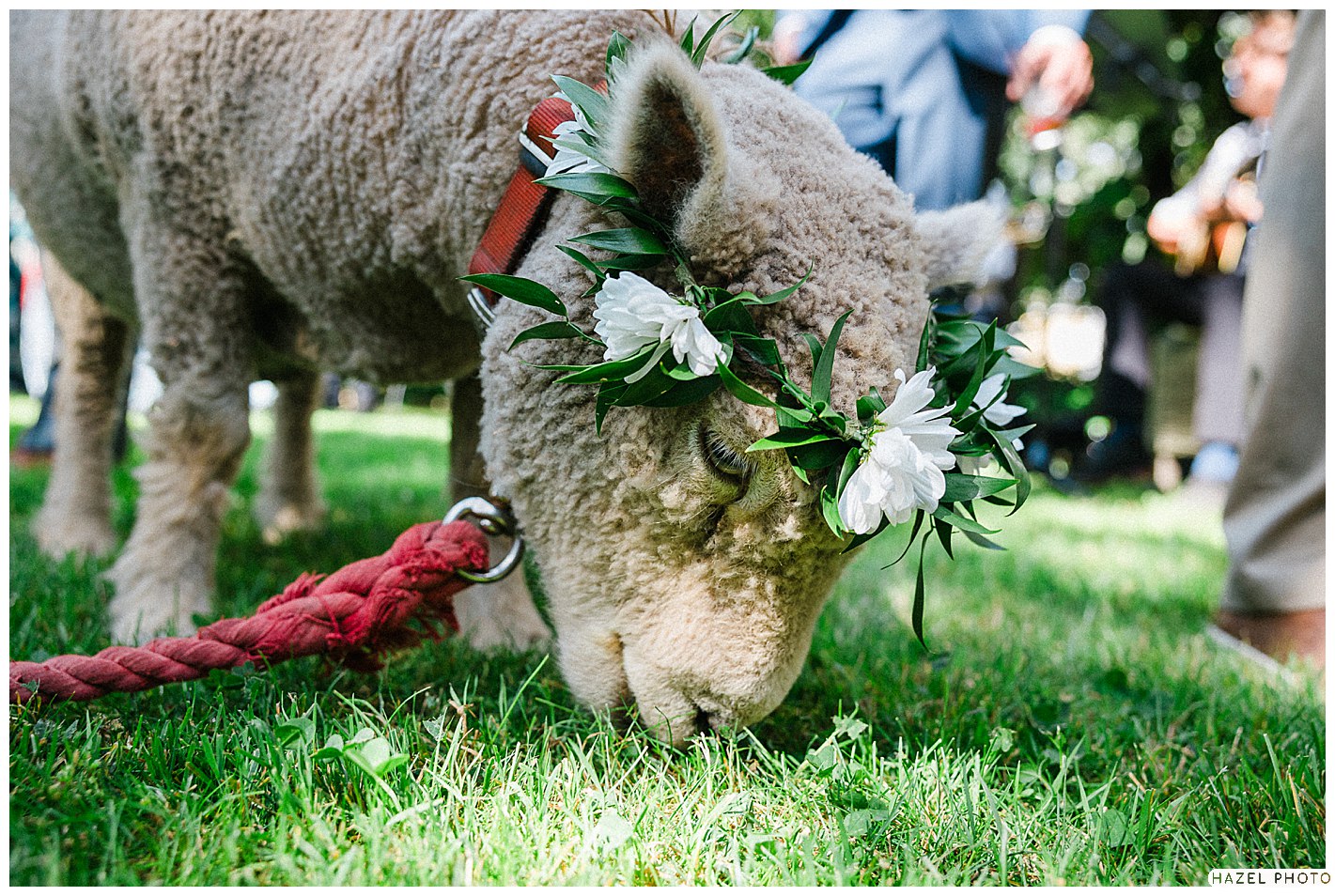 Beltane Ranch, Sonoma Garden wedding, documentary wedding photography, wally the sheep, lamb