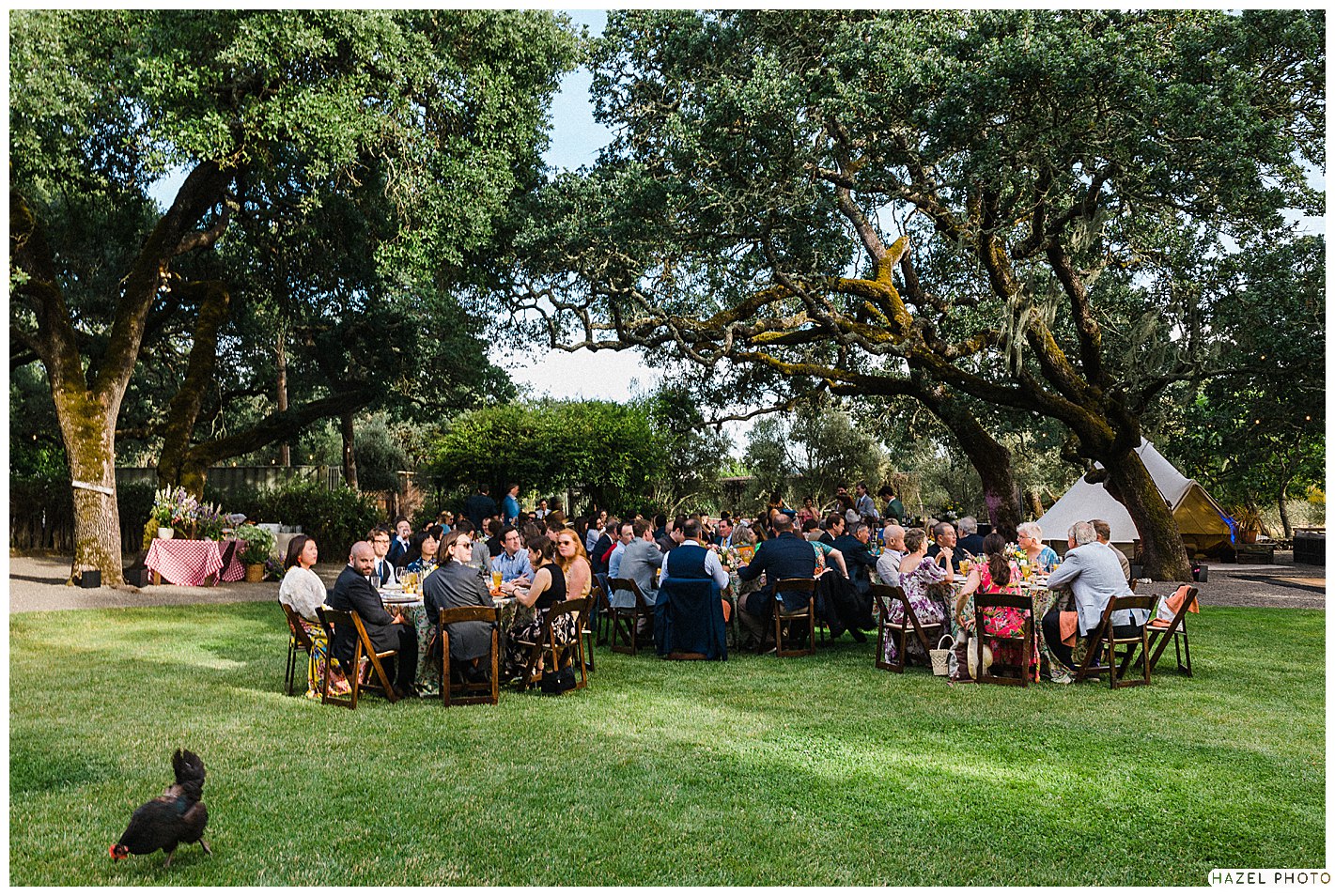 Beltane Ranch, Sonoma Garden wedding, documentary wedding photography, ranch chickens