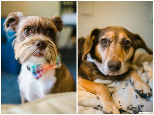 portraits of dogs